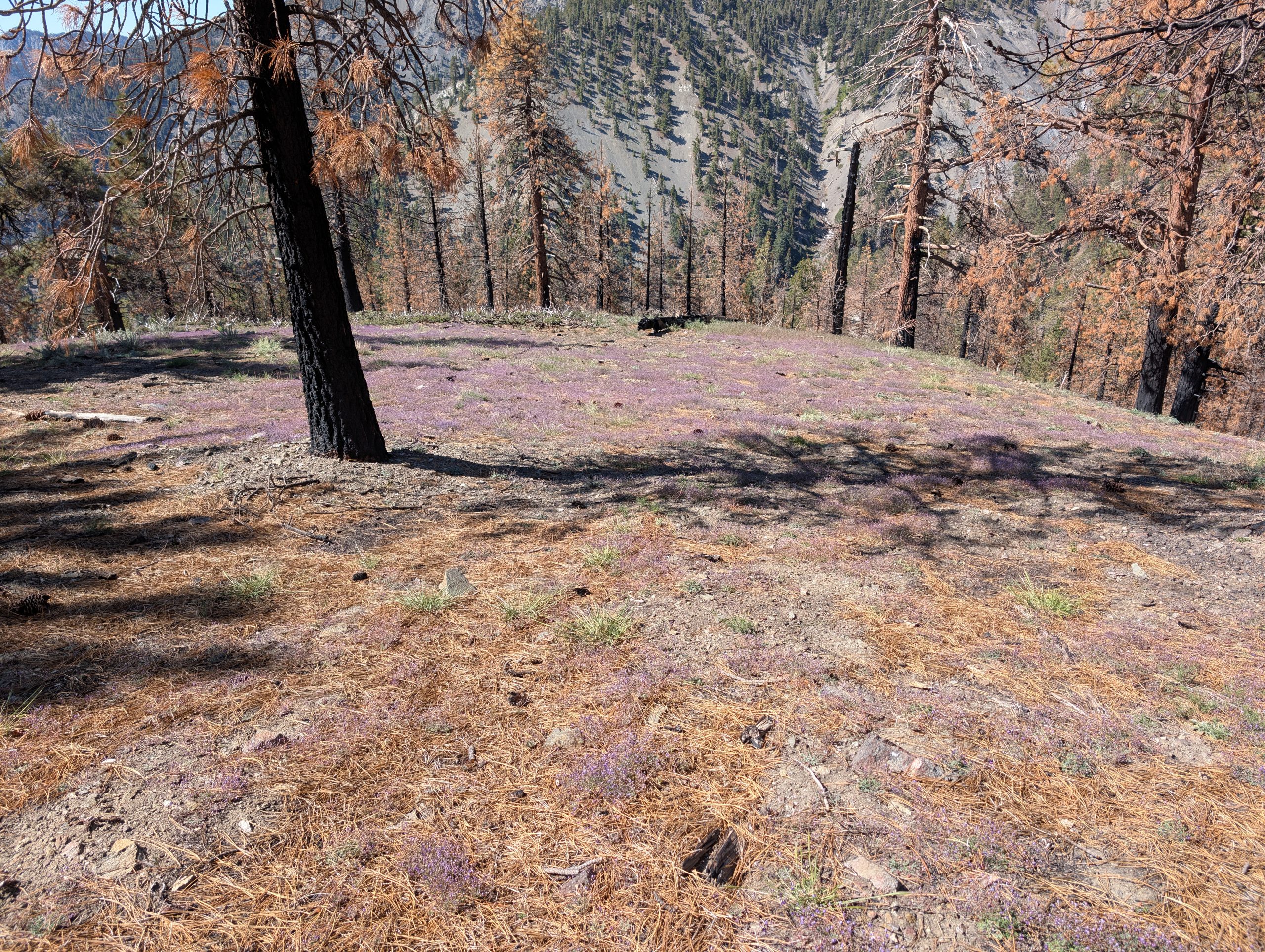 PCT – Day 34