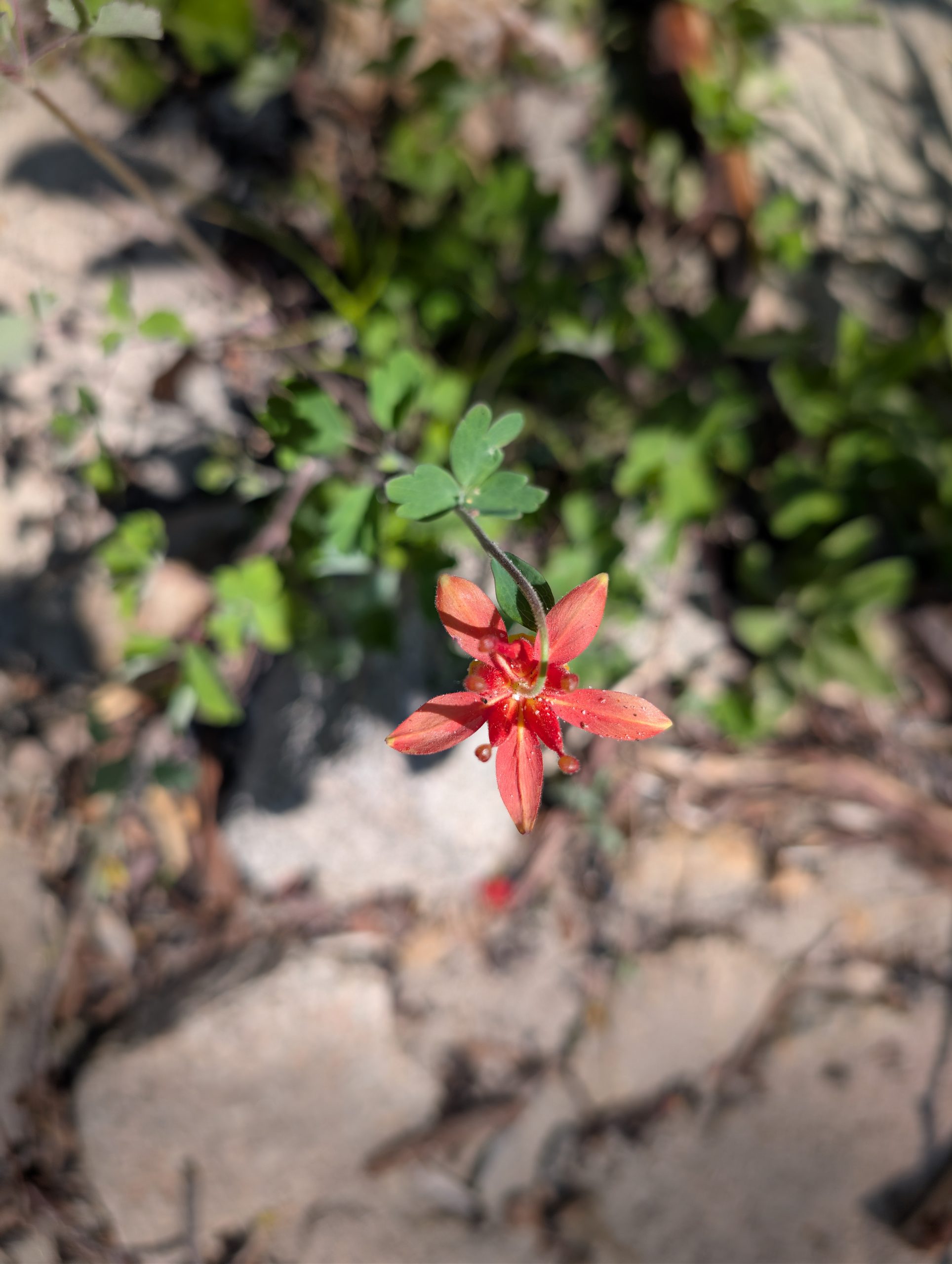 PCT – Day 37