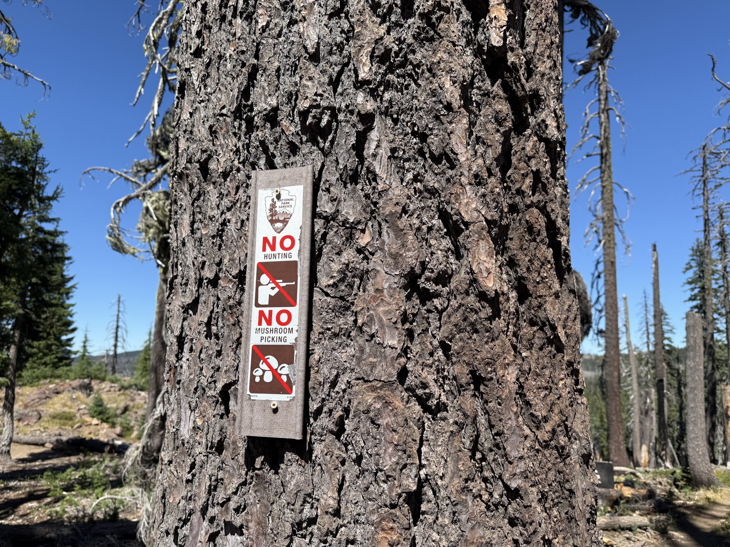 PCT – Day 133